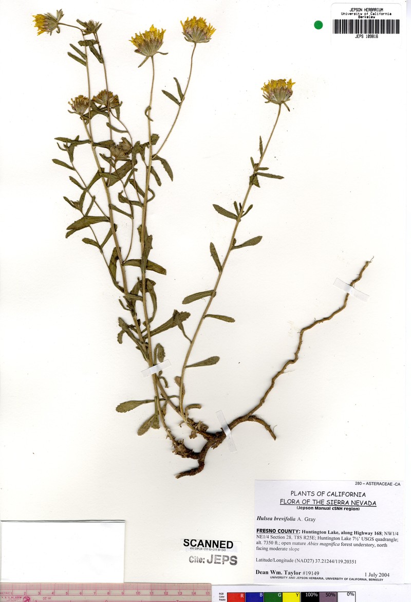 Shortleaf Alpinegold