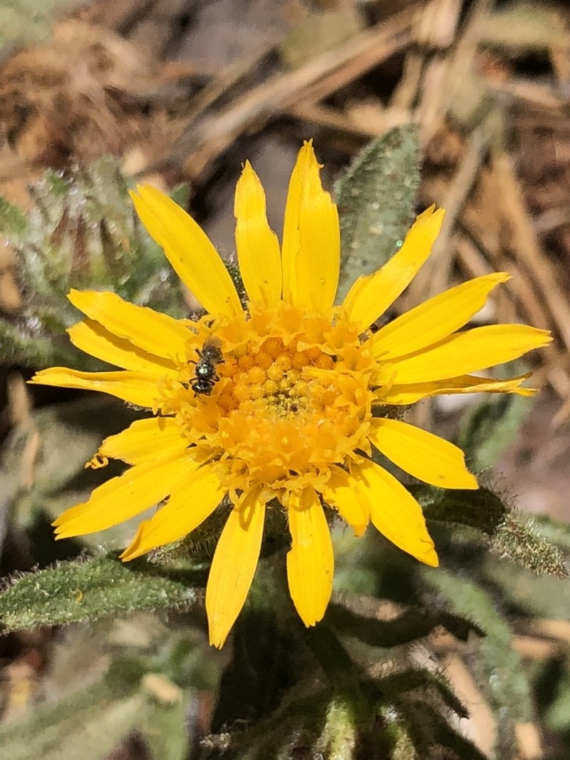 Shortleaf Alpinegold