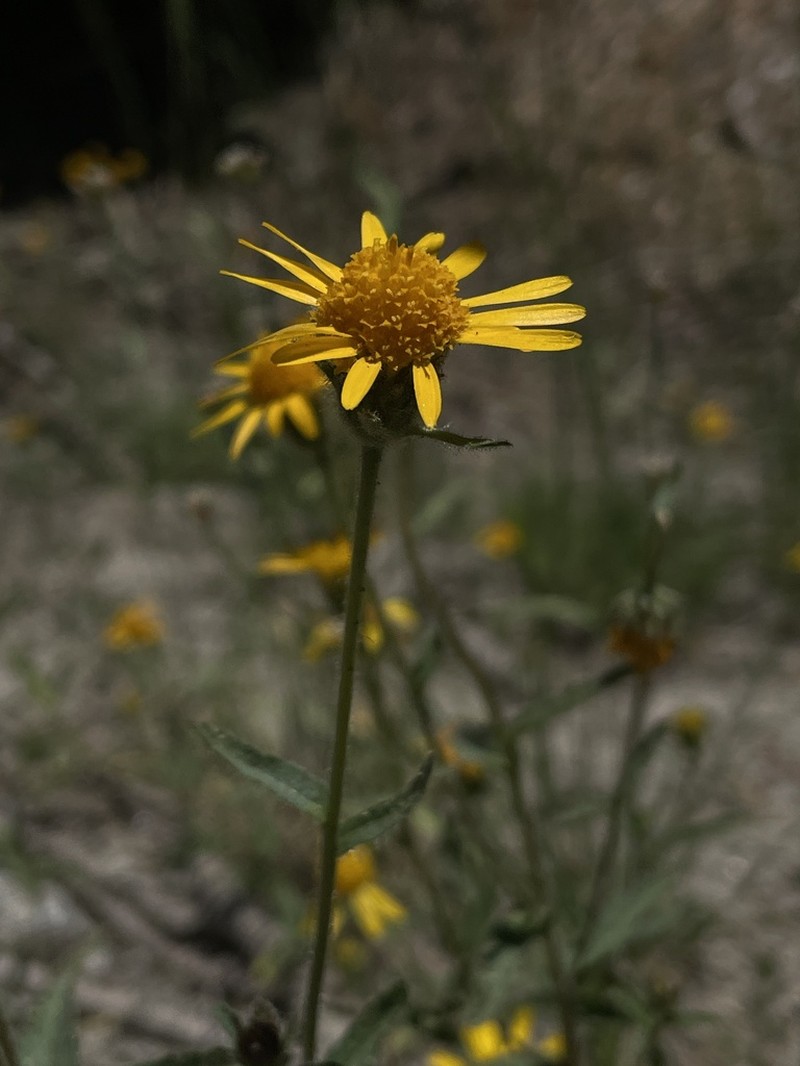 Shortleaf Alpinegold photo 7
