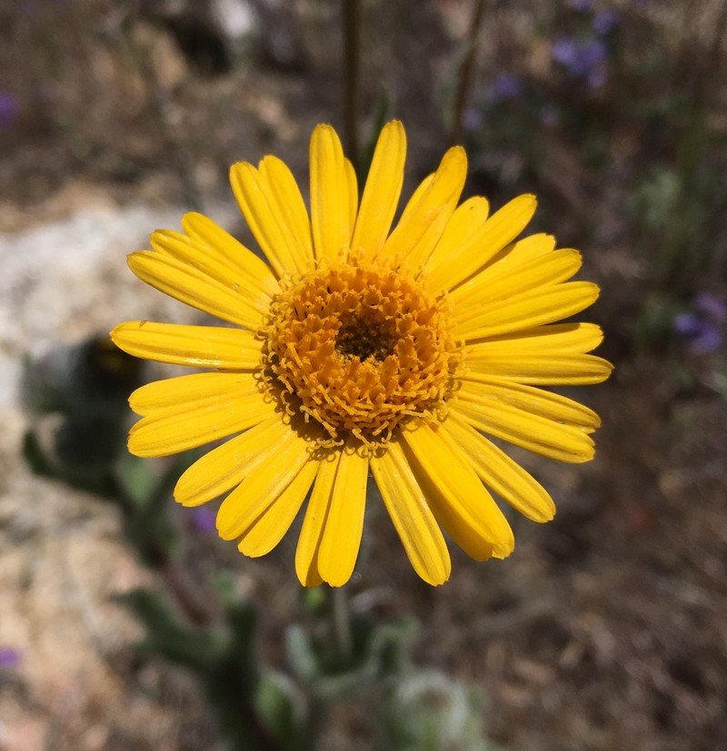 San Diego Alpinegold