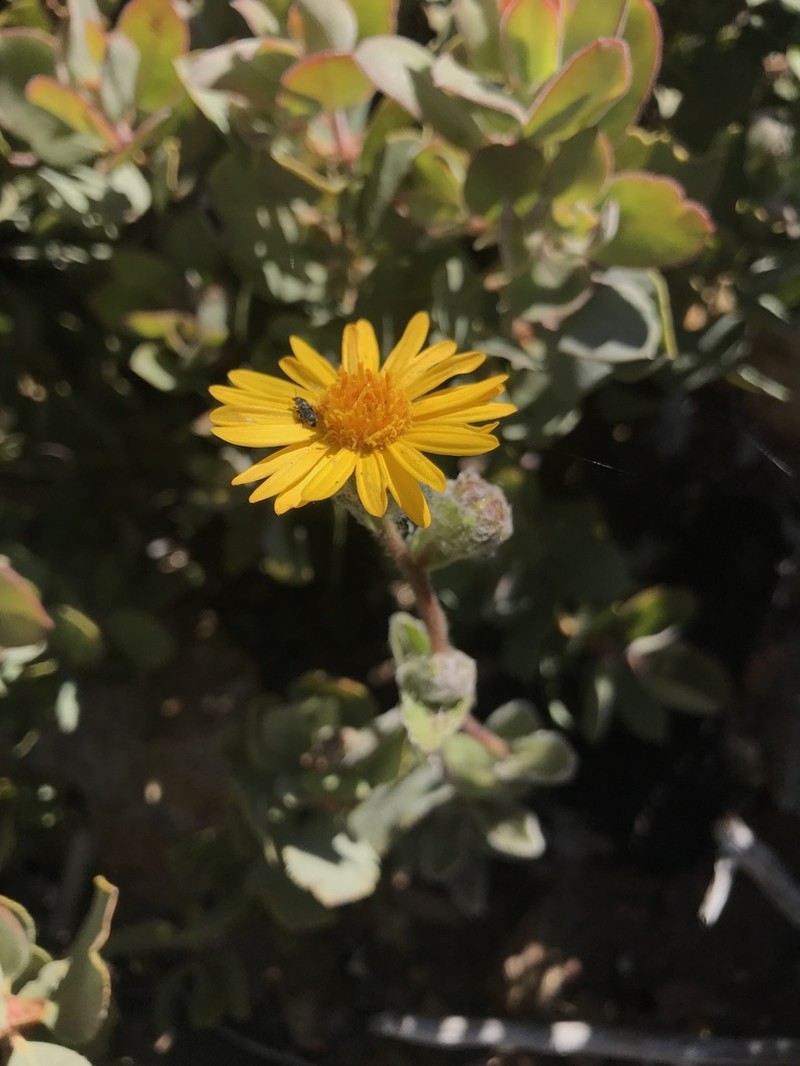 San Diego Alpinegold photo 2