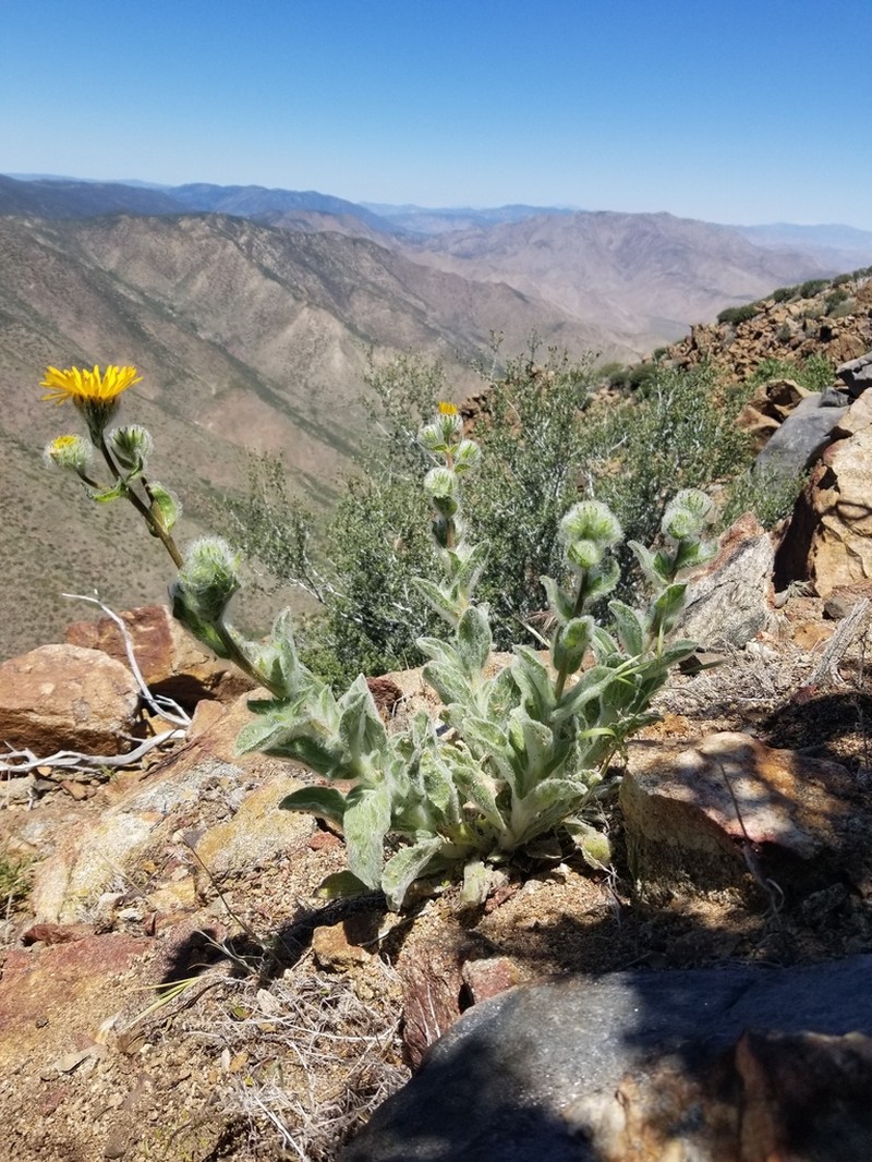 San Diego Alpinegold photo 3