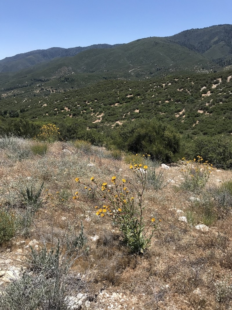 San Diego Alpinegold photo 5