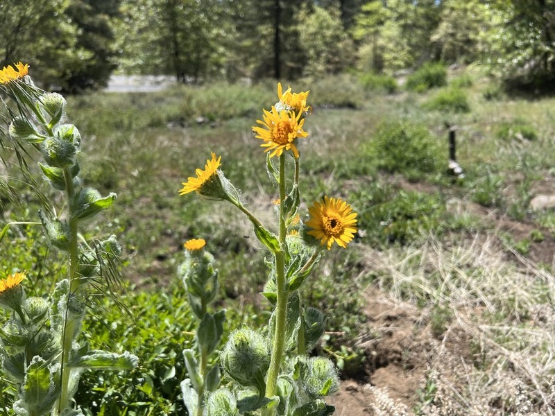 San Diego Alpinegold photo 7