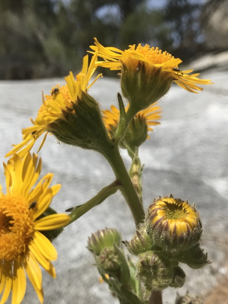 Mexican Alpinegold
