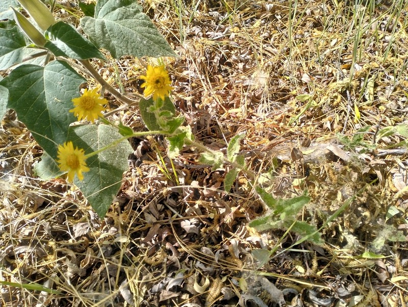 Mexican Alpinegold photo 2