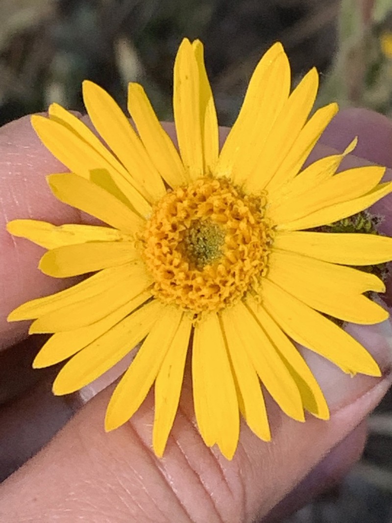 Mexican Alpinegold photo 4