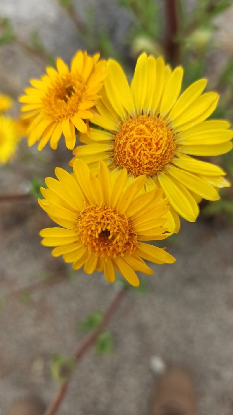 Mexican Alpinegold photo 6