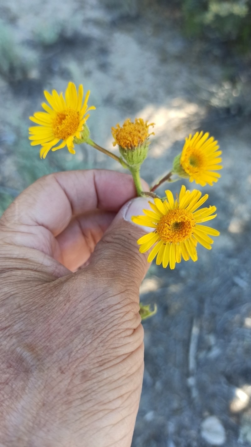 Mexican Alpinegold photo 7