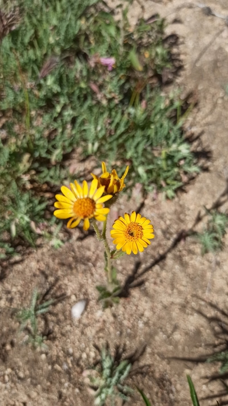 Mexican Alpinegold photo 8
