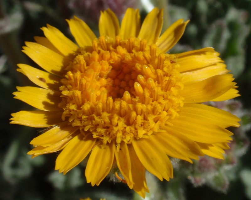 Dwarf Alpinegold photo 2