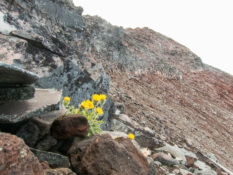 Dwarf Alpinegold
