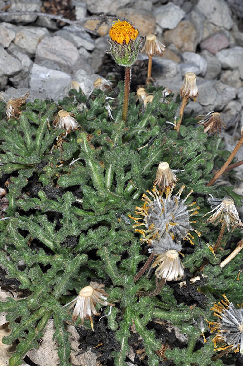 Dwarf Alpinegold photo 2