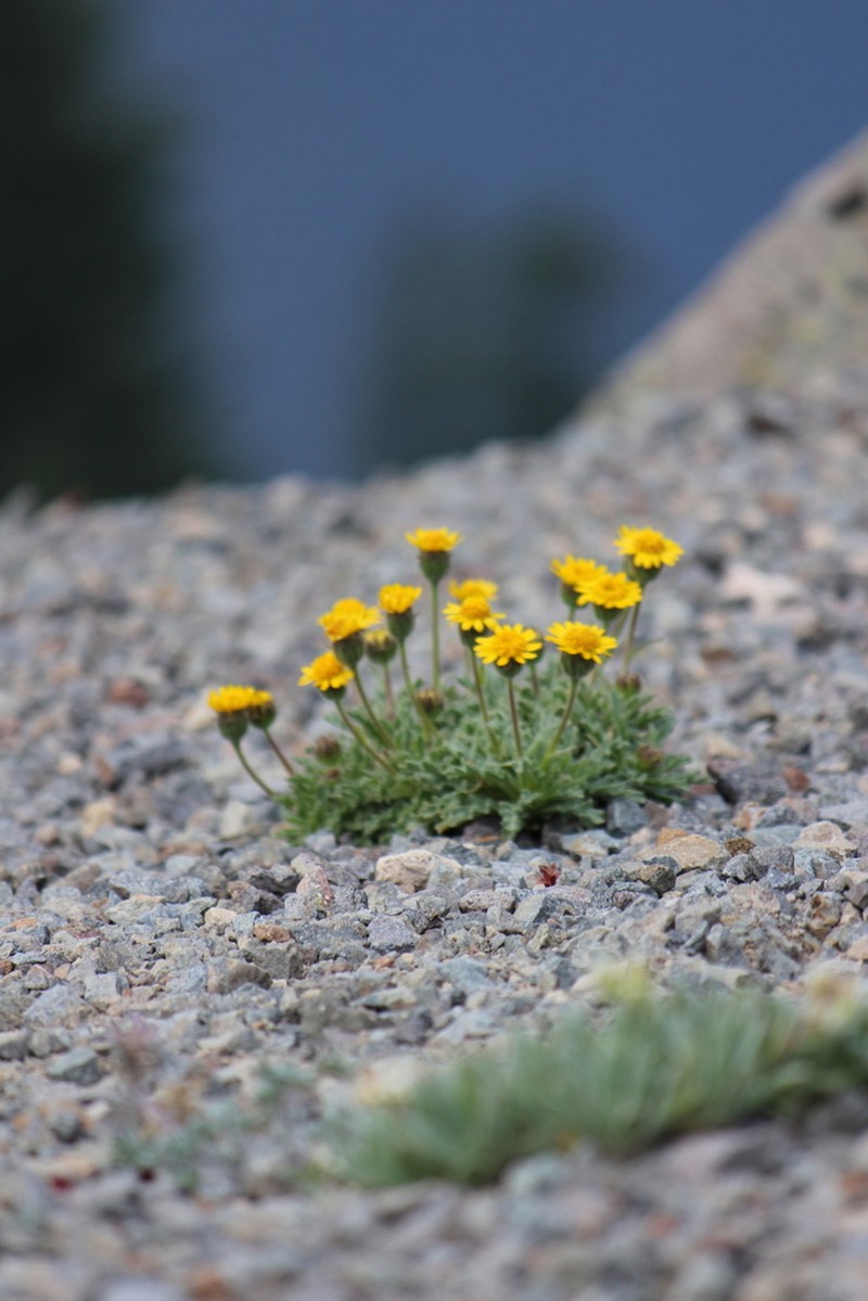 Dwarf Alpinegold photo 3
