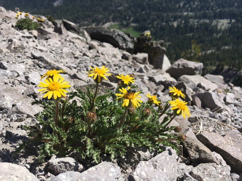 Dwarf Alpinegold photo 4