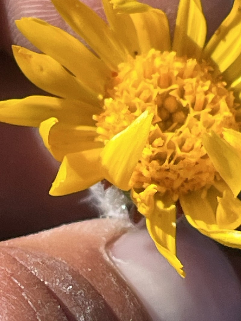 Dwarf Alpinegold photo 5