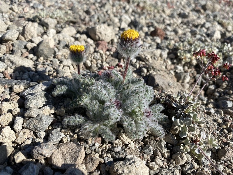 Dwarf Alpinegold photo 6