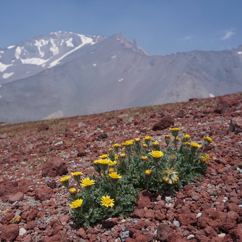 Dwarf Alpinegold photo 7