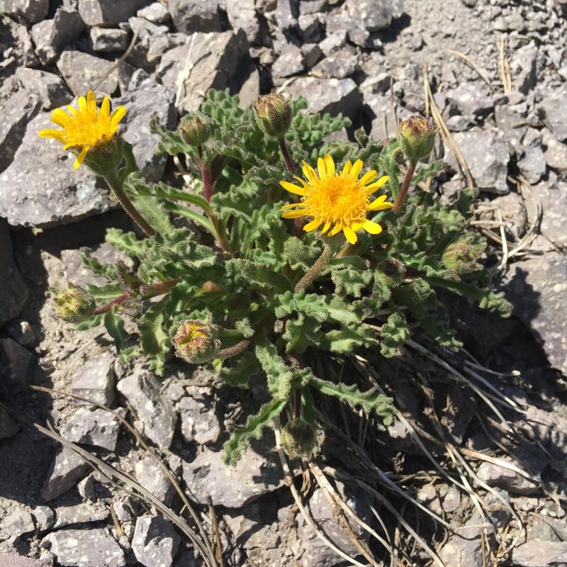 Dwarf Alpinegold photo 8