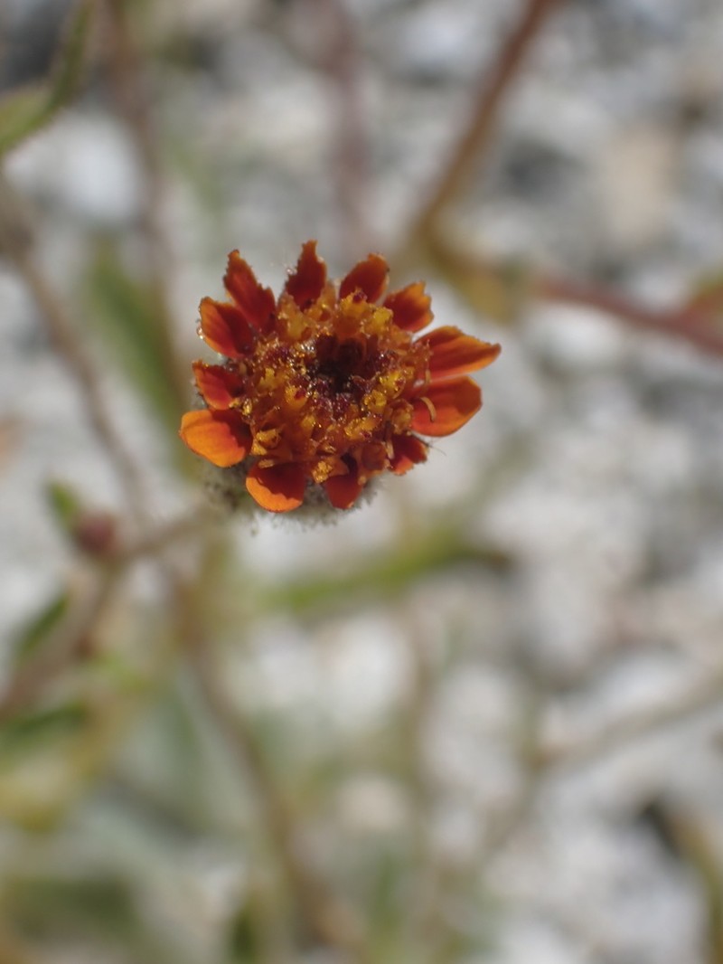 Pumice Alpinegold