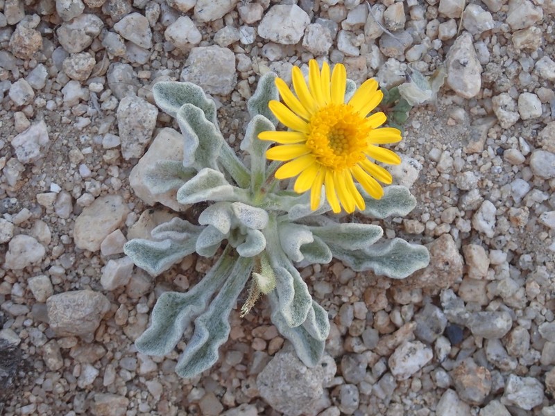 Pumice Alpinegold photo 5