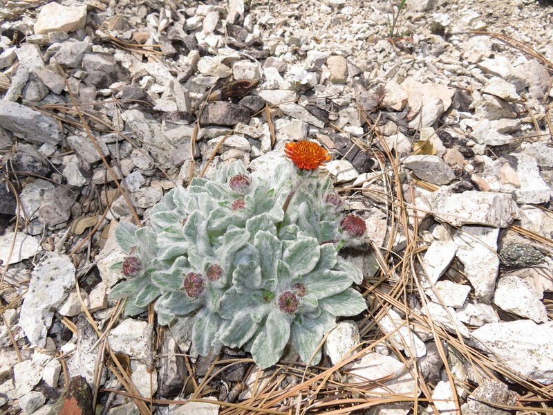 Pumice Alpinegold photo 7