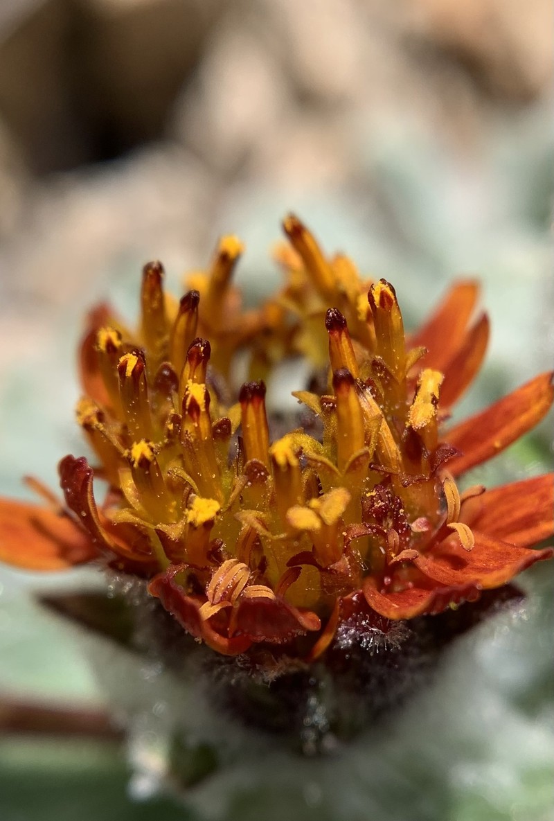 Hulsea vestita subsp. gabrielensis