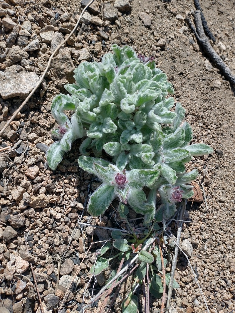 Hulsea vestita subsp. gabrielensis photo 4