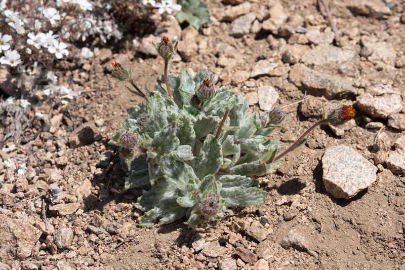 Hulsea vestita subsp. gabrielensis photo 5