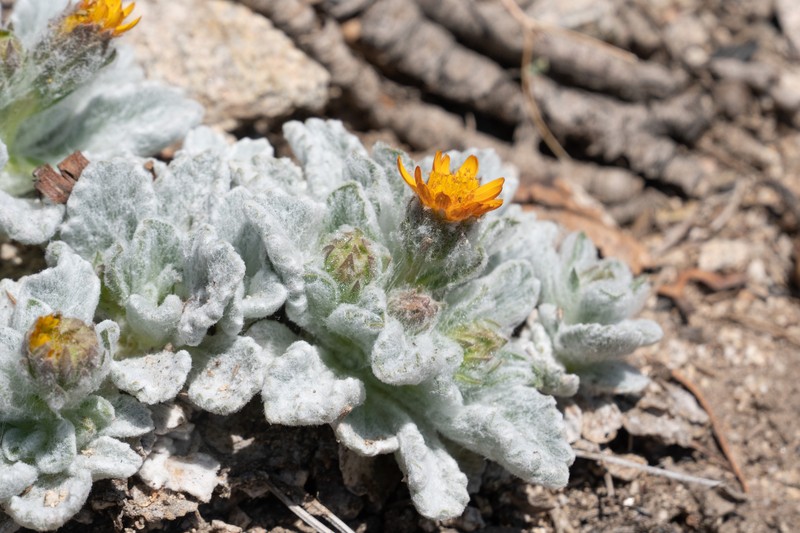 Hulsea vestita subsp. gabrielensis photo 6