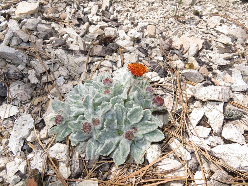 Hulsea vestita subsp. gabrielensis photo 8