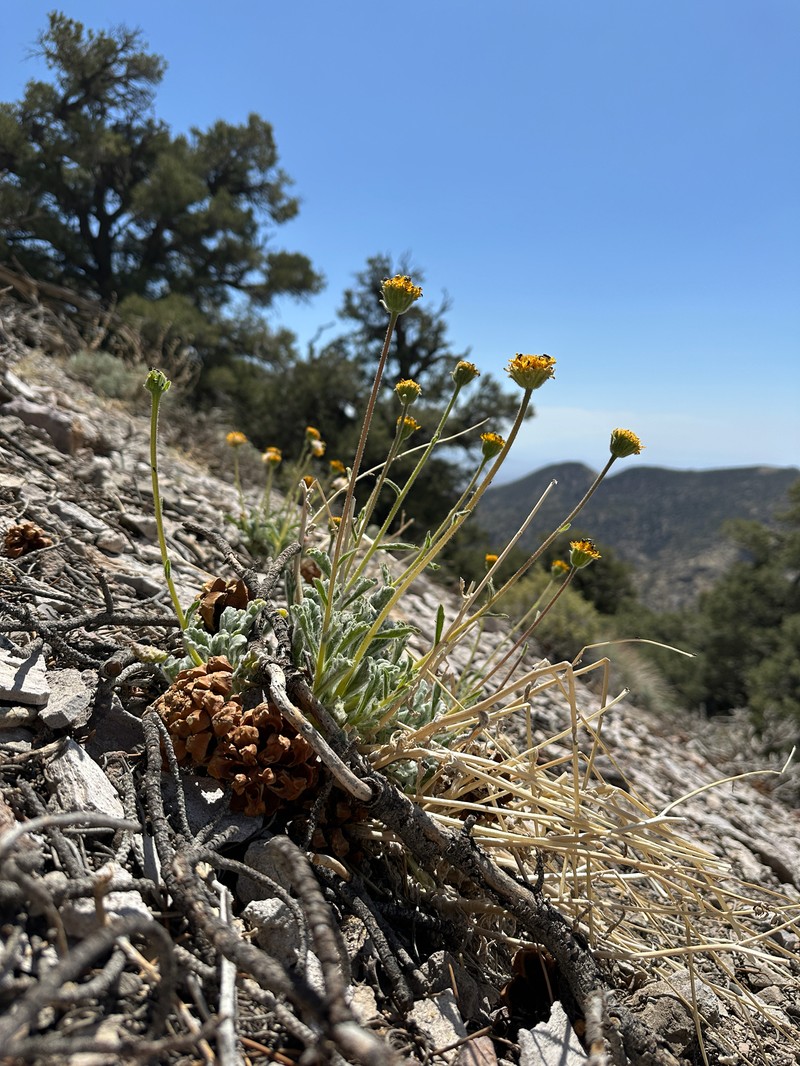 Hulsea vestita subsp. inyoensis