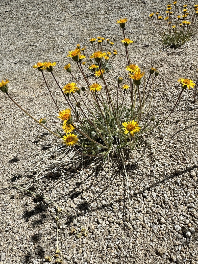 Hulsea vestita subsp. inyoensis photo 2