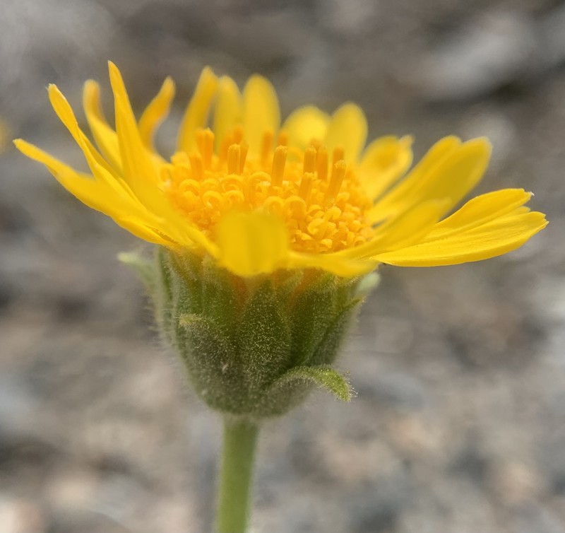 Hulsea vestita subsp. inyoensis photo 3