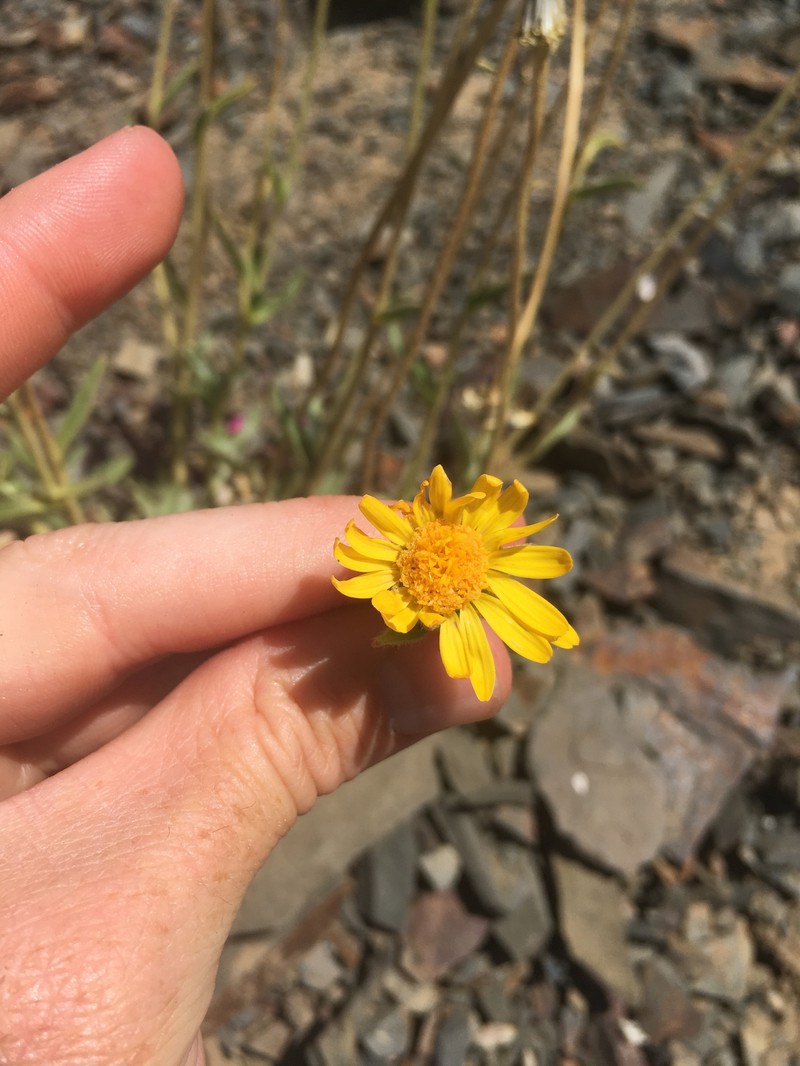 Hulsea vestita subsp. inyoensis photo 4