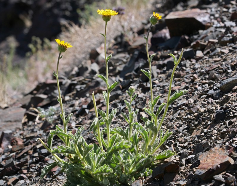 Hulsea vestita subsp. inyoensis photo 5