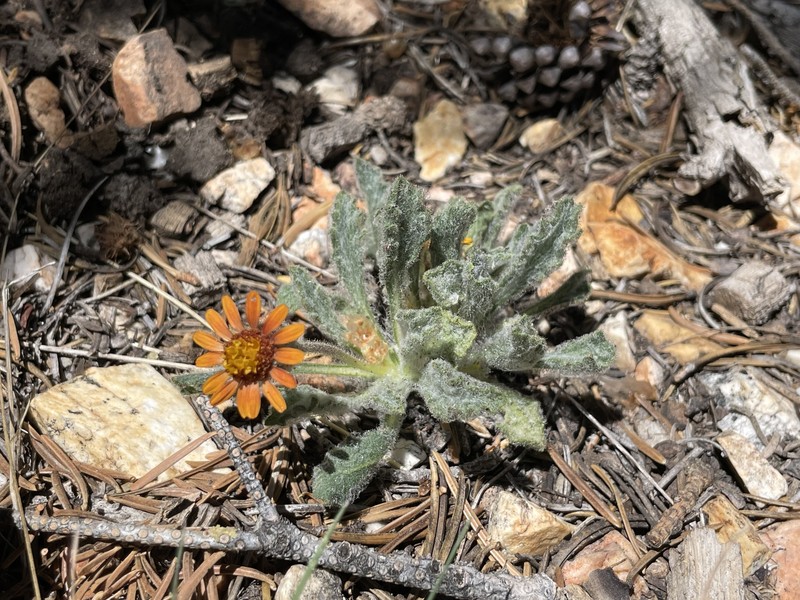 Hulsea vestita subsp. parryi