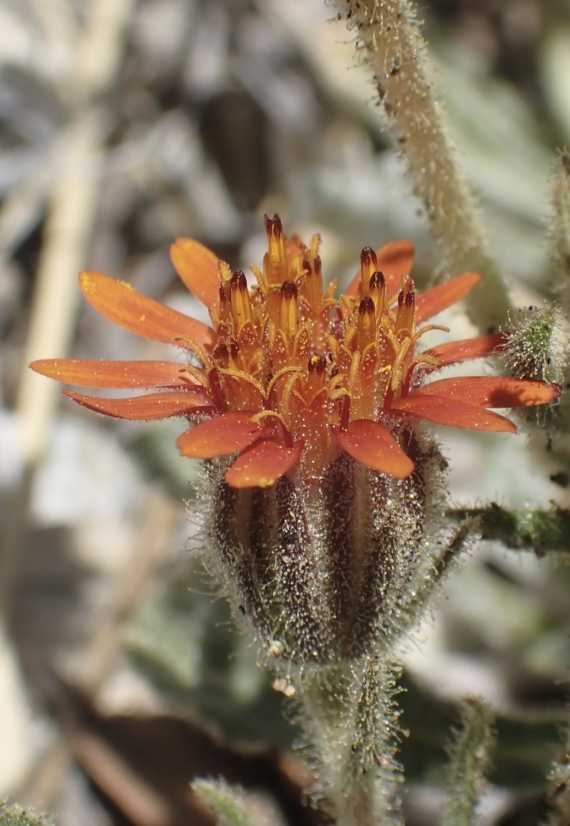 Hulsea vestita subsp. parryi photo 2