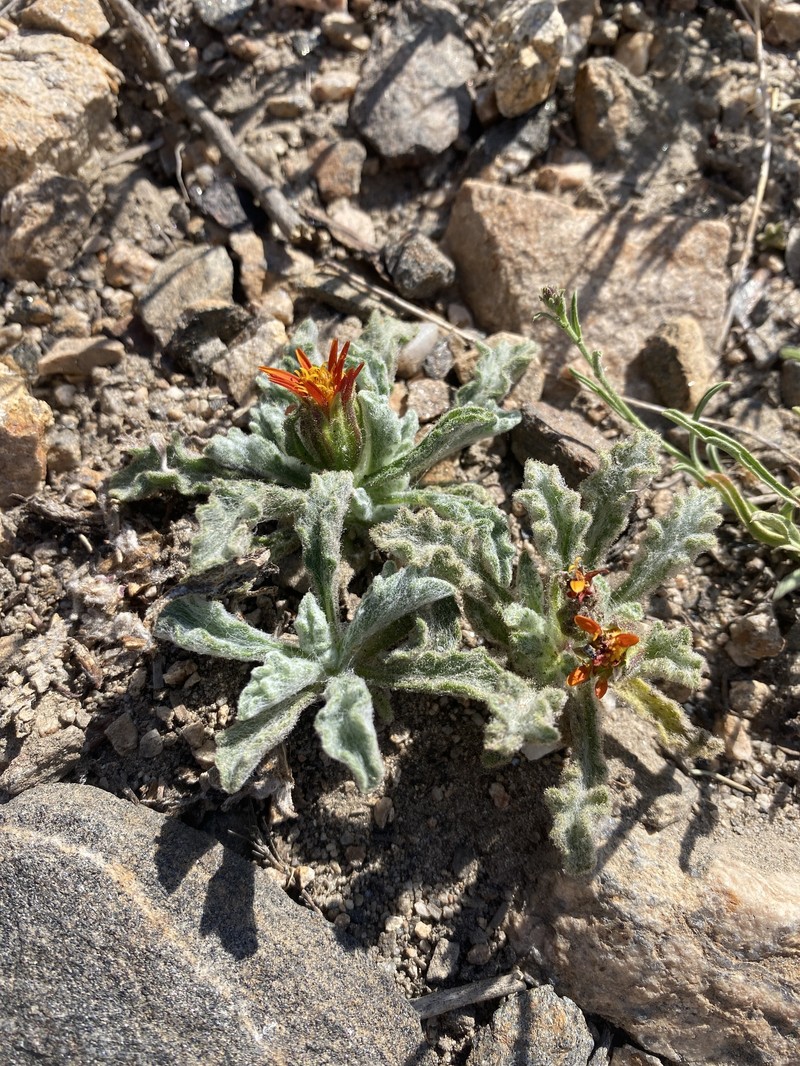 Hulsea vestita subsp. parryi photo 3