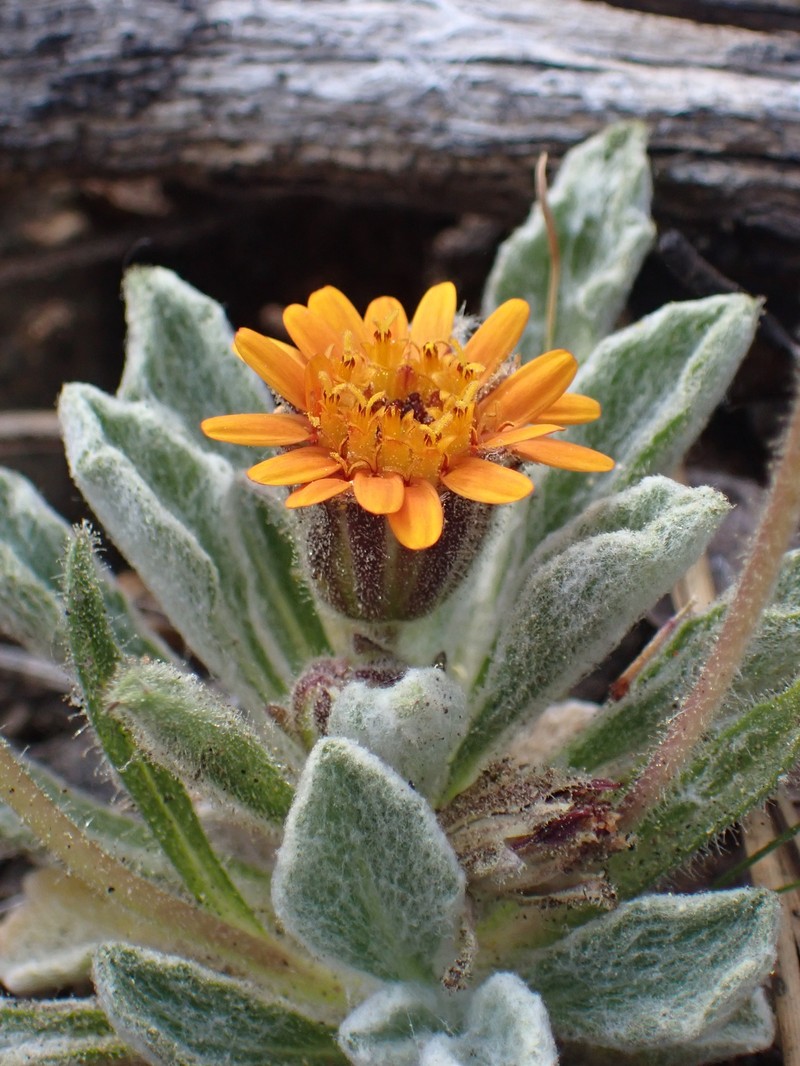 Hulsea vestita subsp. parryi photo 4
