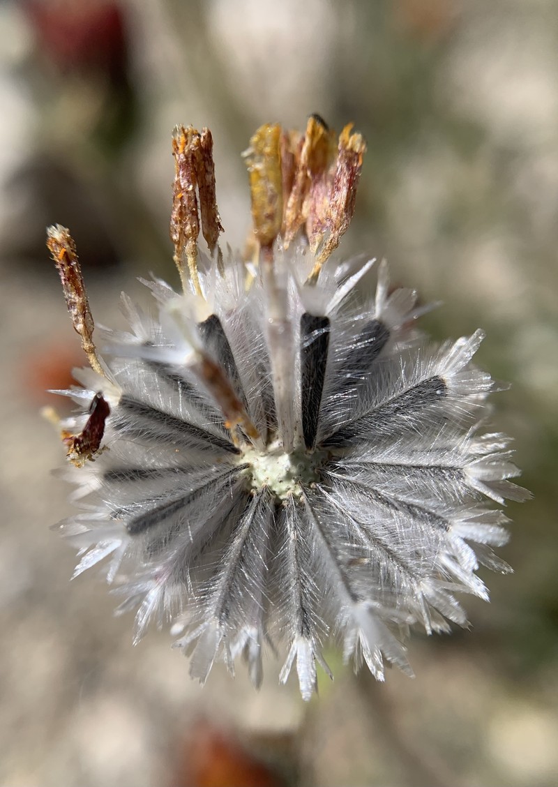 Hulsea vestita subsp. parryi photo 5
