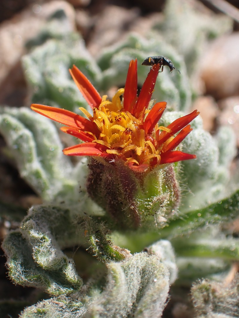 Hulsea vestita subsp. parryi photo 6