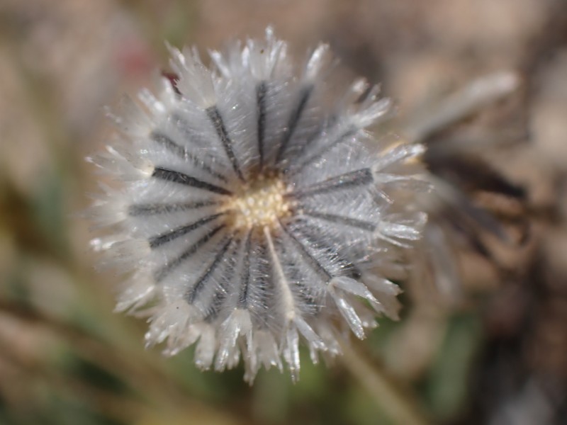 Hulsea vestita subsp. parryi photo 7