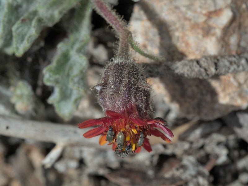 Hulsea vestita subsp. parryi photo 8