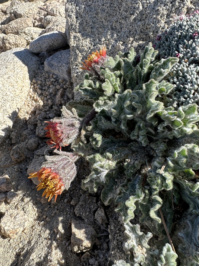 Hulsea vestita subsp. pygmaea photo 2