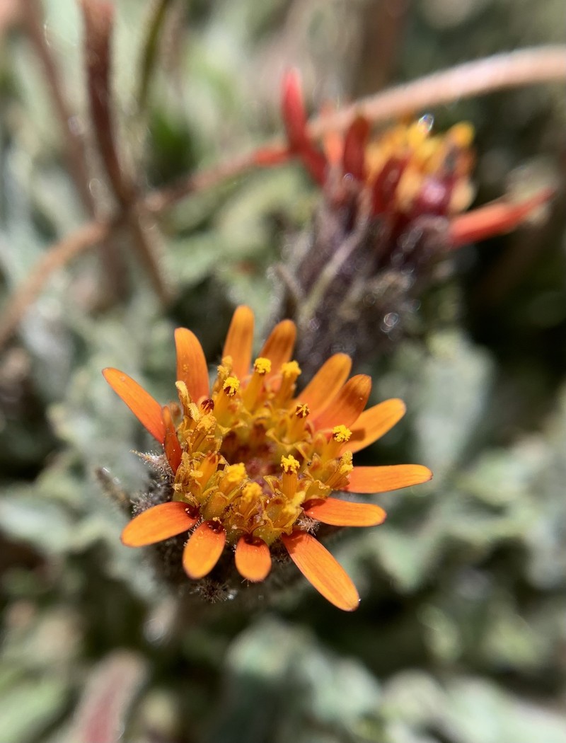 Hulsea vestita subsp. pygmaea photo 3