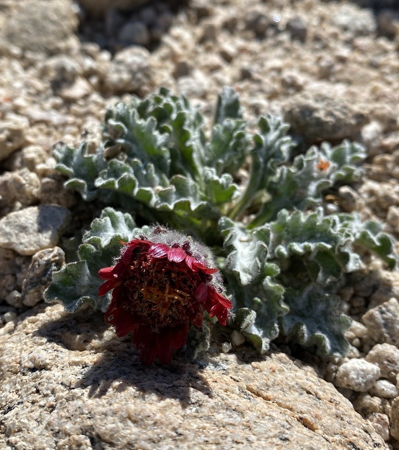 Hulsea vestita subsp. pygmaea photo 4