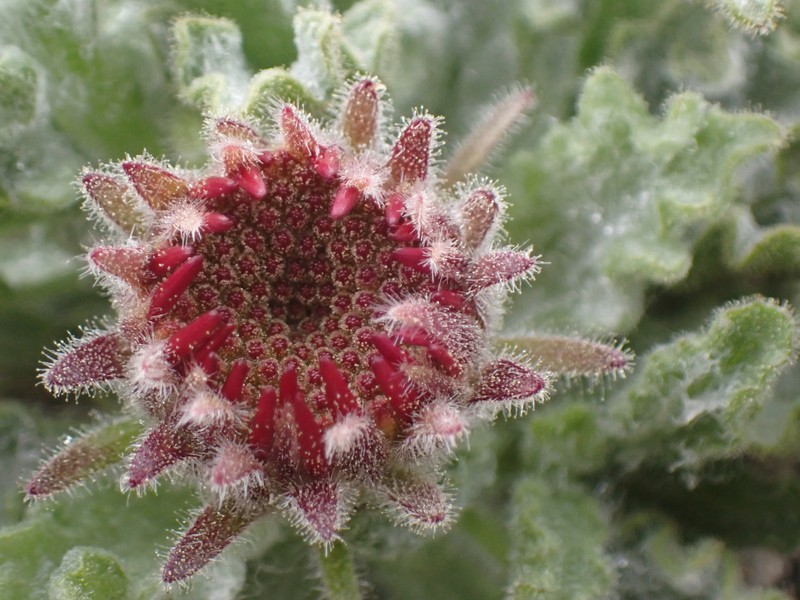 Hulsea vestita subsp. pygmaea photo 5