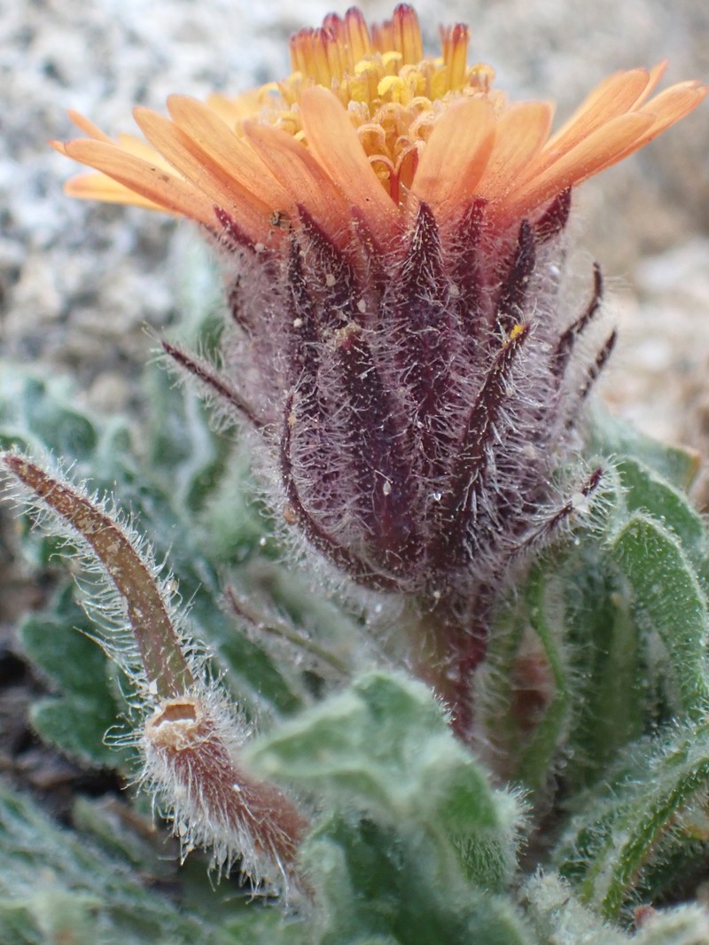 Hulsea vestita subsp. pygmaea photo 6