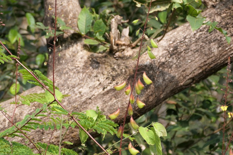 Hultholia mimosoides